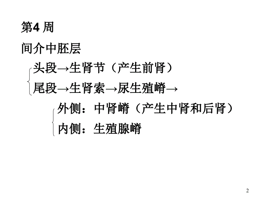 泌尿系统和生殖系统发生PPT课件_第2页