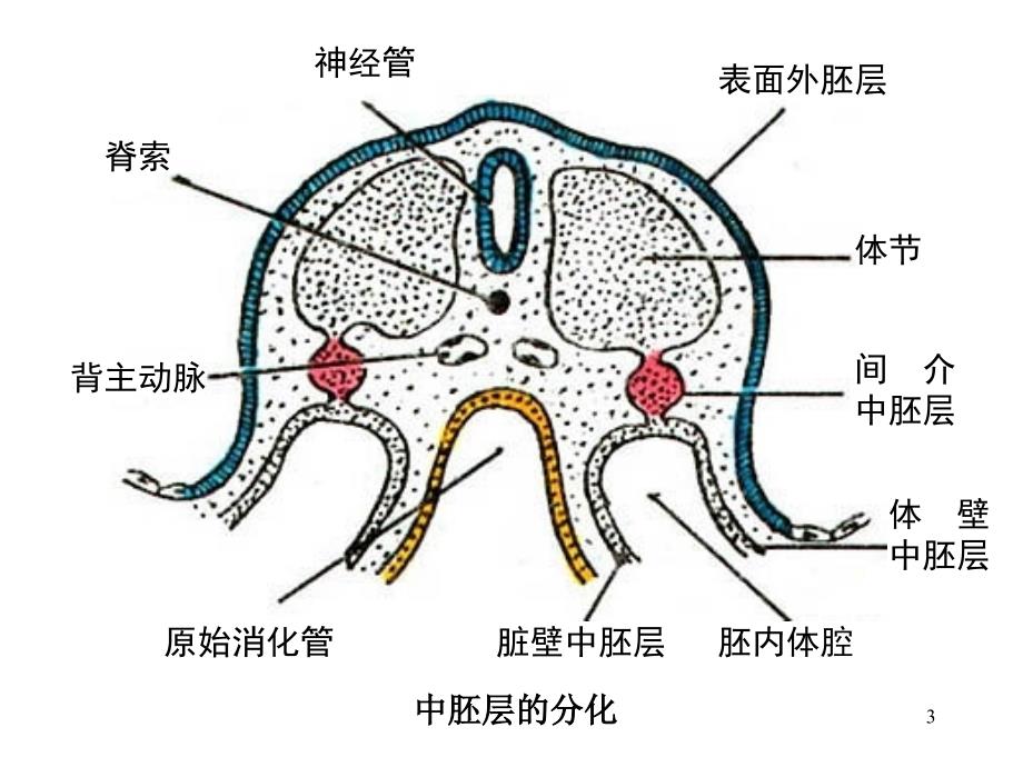 泌尿系统和生殖系统发生PPT课件_第3页