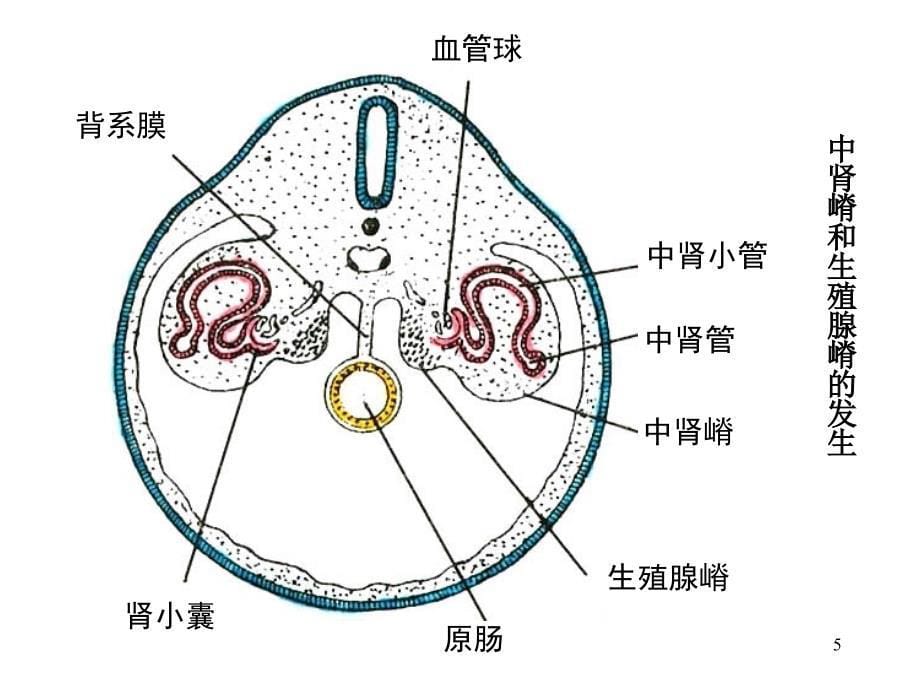 泌尿系统和生殖系统发生PPT课件_第5页