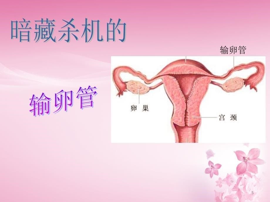 女性健康知识讲座ppt课件_第5页