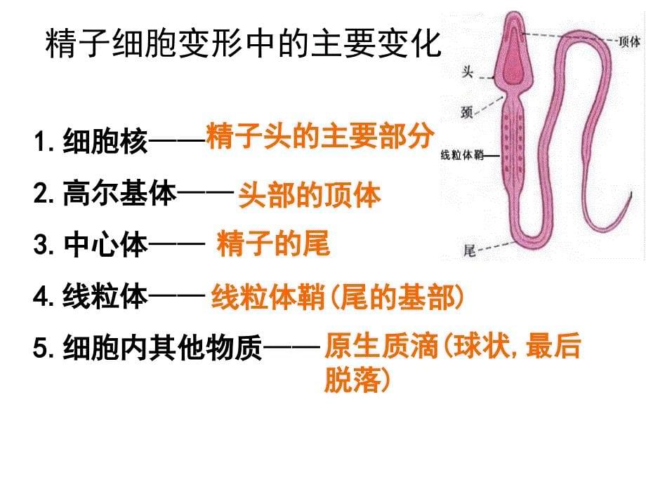 专题3胚胎工程复习课件_第5页