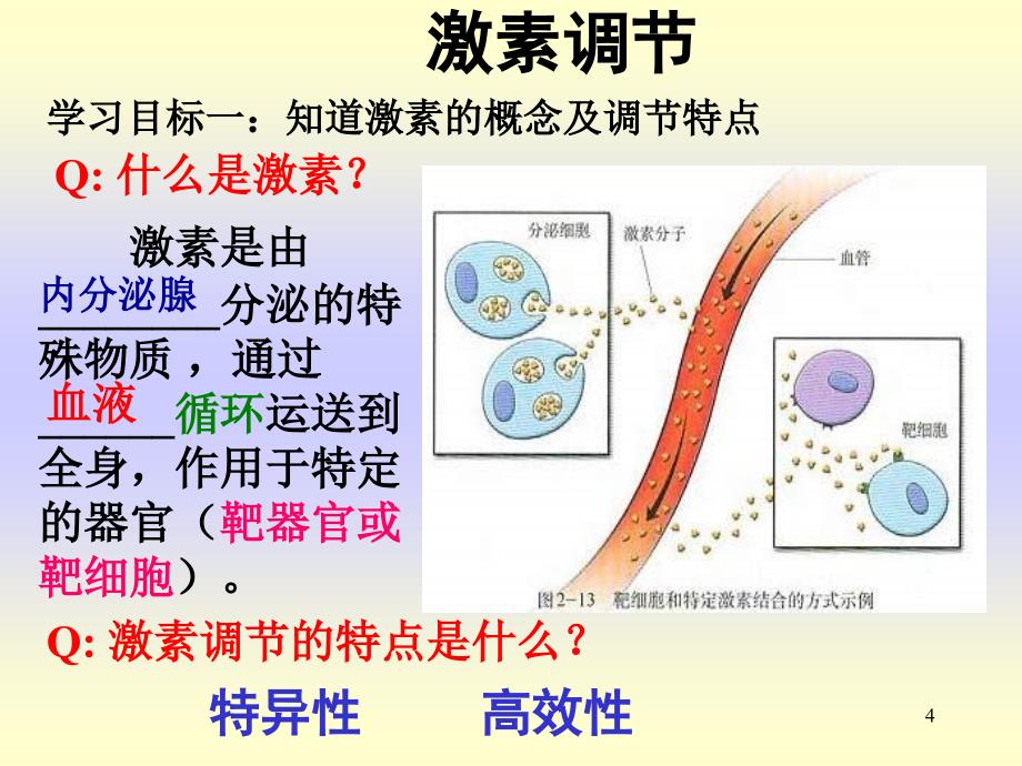 内分泌系统中信息的传递和调节PPT课件_第4页