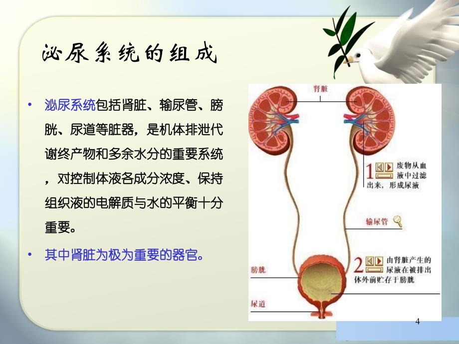 尿液检查基础ppt课件_第4页