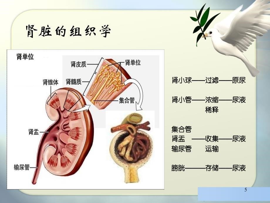 尿液检查基础ppt课件_第5页