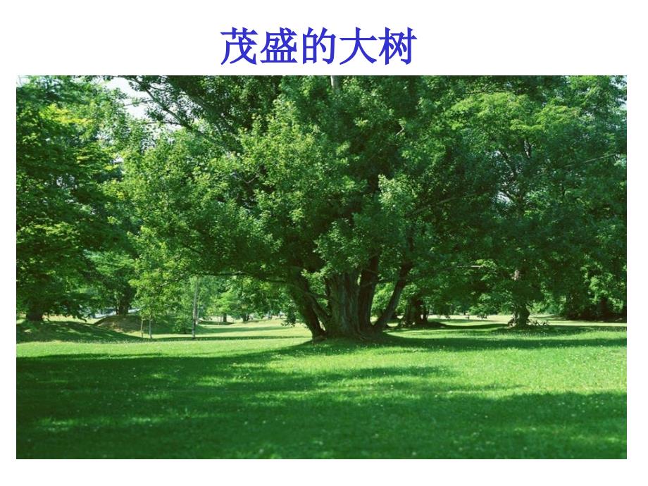 小学科学四年级下册《土壤与植物》精品课件_第2页