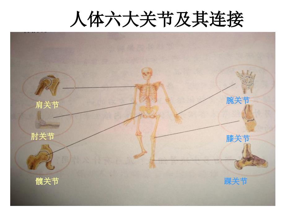 小学科学三年级下册《关节》精品课件_第2页