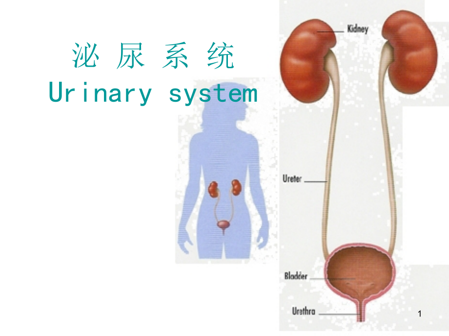泌尿生殖ppt课件_第1页