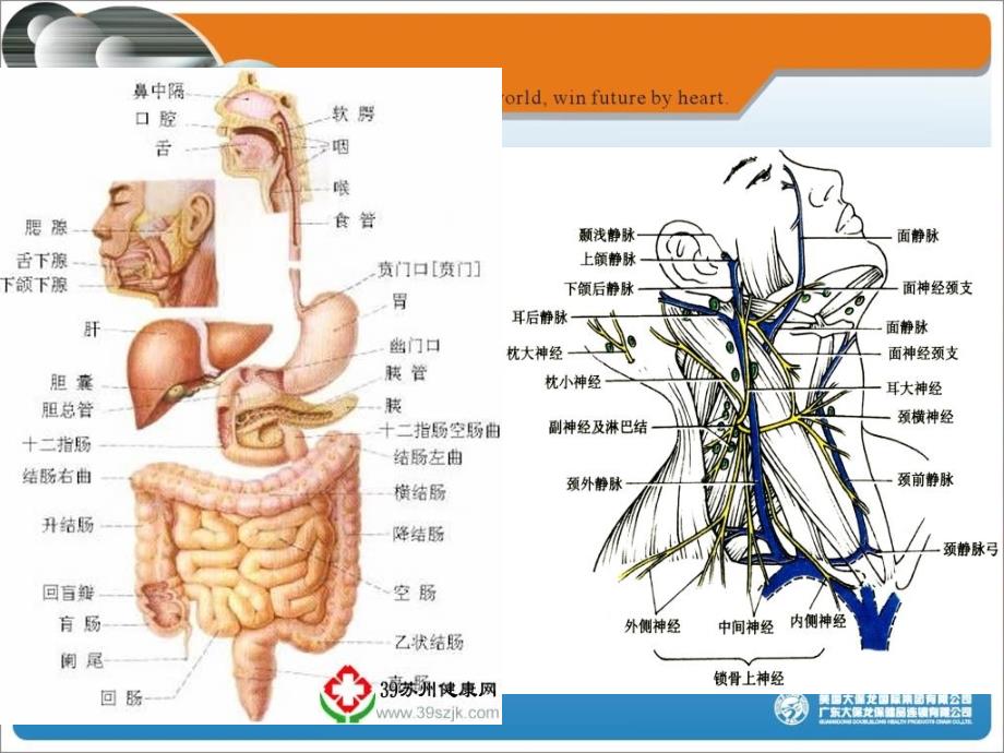 图解虹膜学051110_第4页