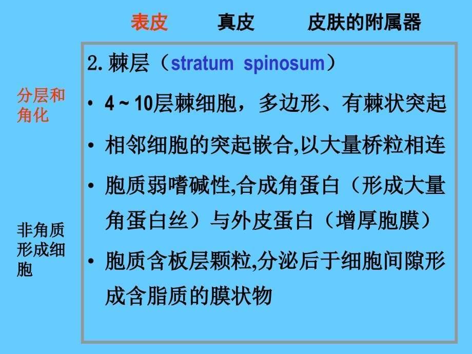 人面部皮肤结构图详解_第5页