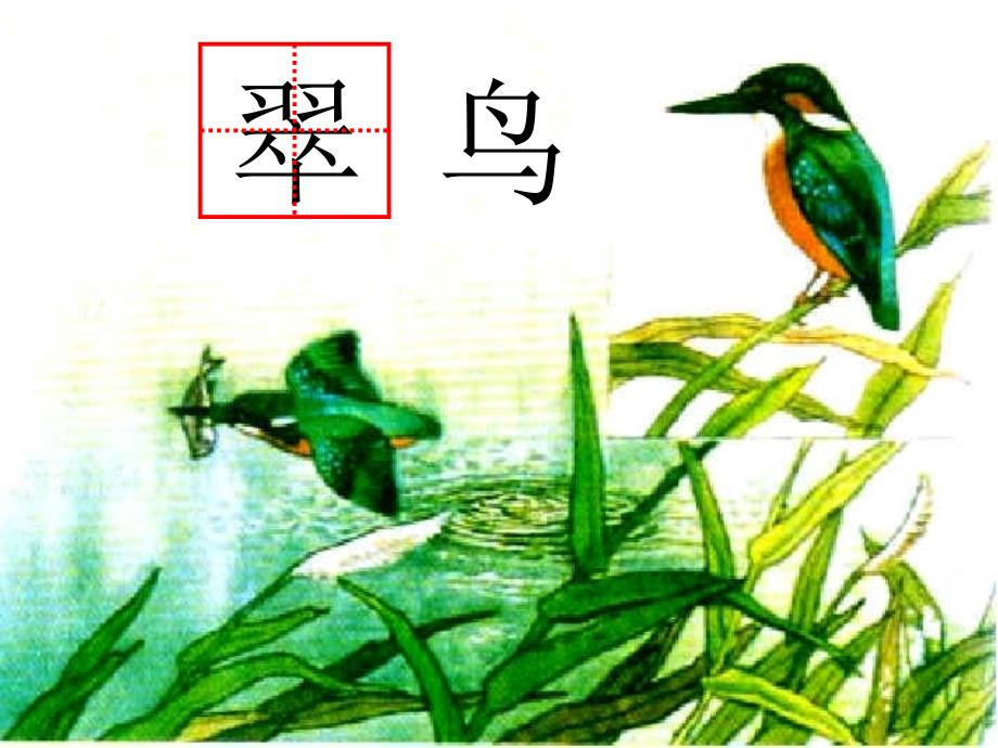 小学语文三年级下册《翠鸟》课件1_第1页