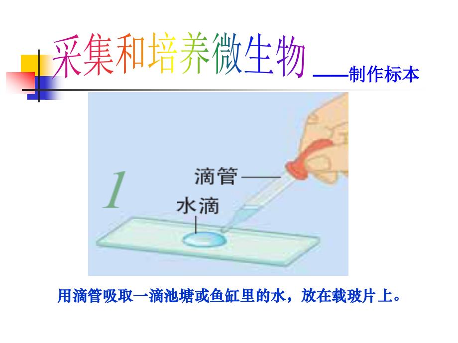 《用显微镜观察身边的生命世界三》_第3页