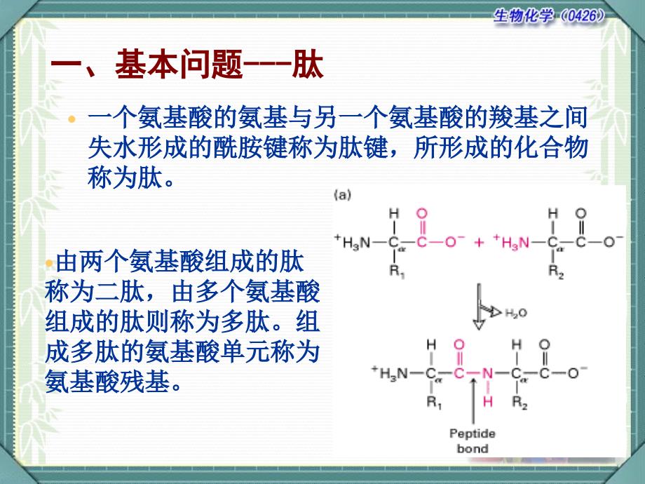 生物化学蛋白质结构_第3页