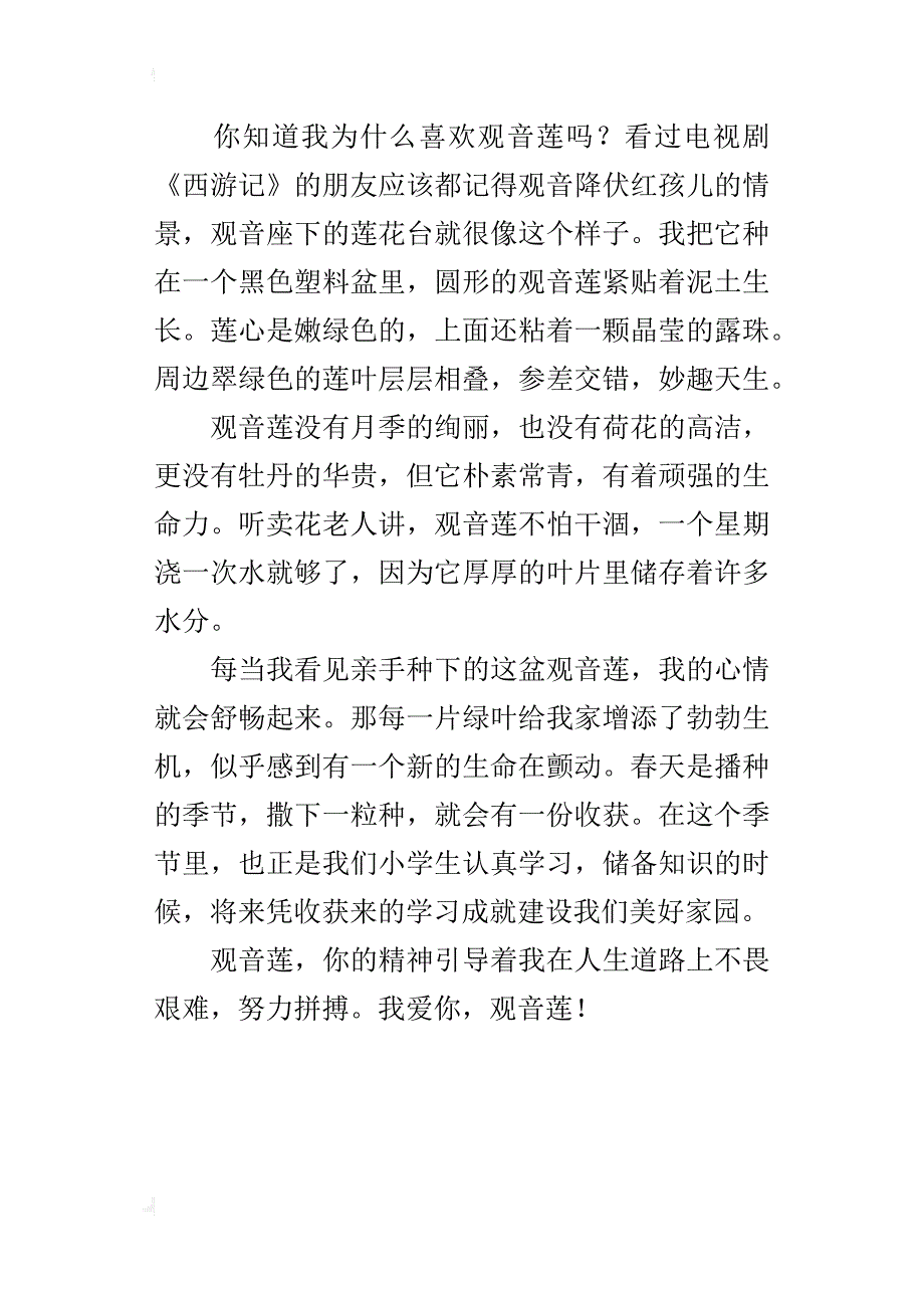 小学写物作文：我爱观音莲_第4页