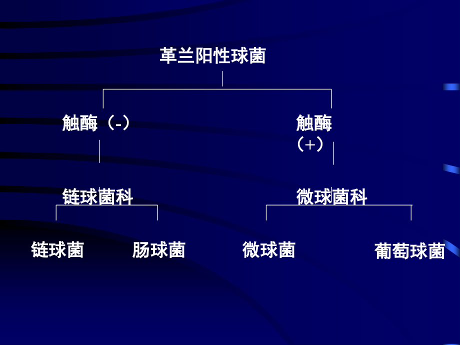 球菌2010_第2页