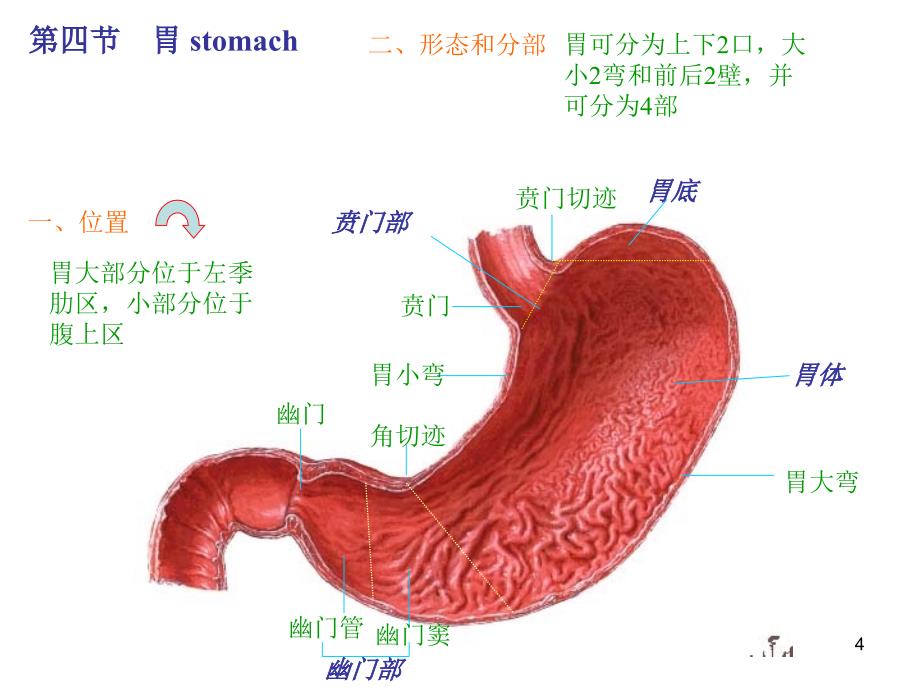 消化道相关解剖图解ppt课件_第4页