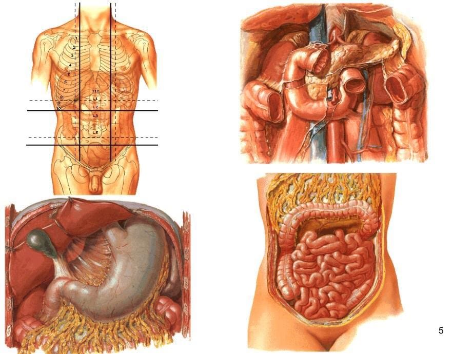 消化道相关解剖图解ppt课件_第5页
