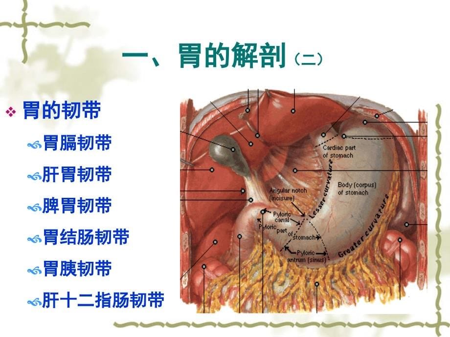 胃十二指肠疾病ppt课件_第5页