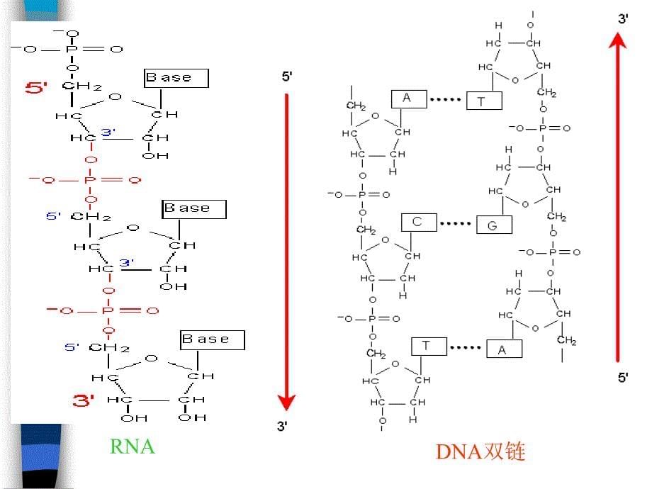 天然DNA的制备_第5页