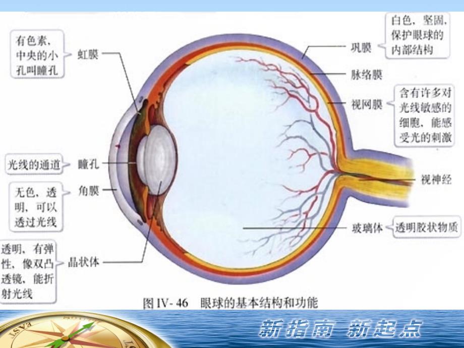 眼科常见病及护眼保健_第2页