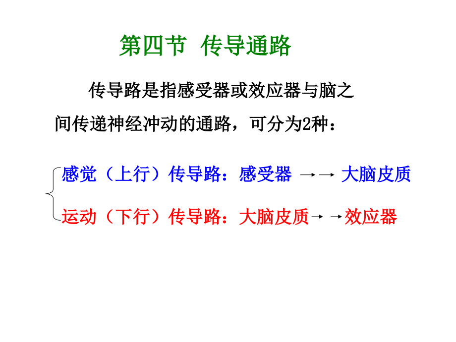 6传导路、内脏n、被膜等_第1页