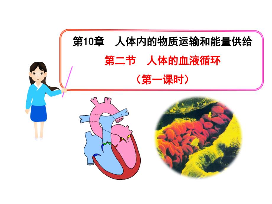 010-10.2 人体的血液循环课件(1)(苏教版)(14-15)_第1页