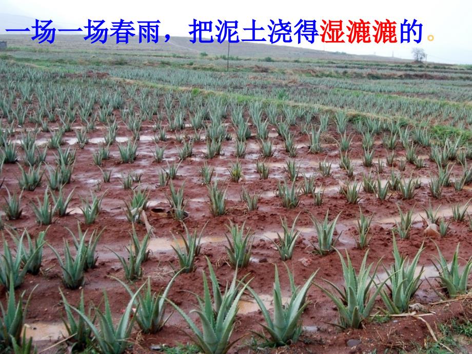 语文《植树的季节2》ppt课件_第4页