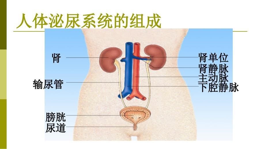 《第一节 人体泌尿系统的组成课件》初中生物苏教版七年级下册26896_第5页