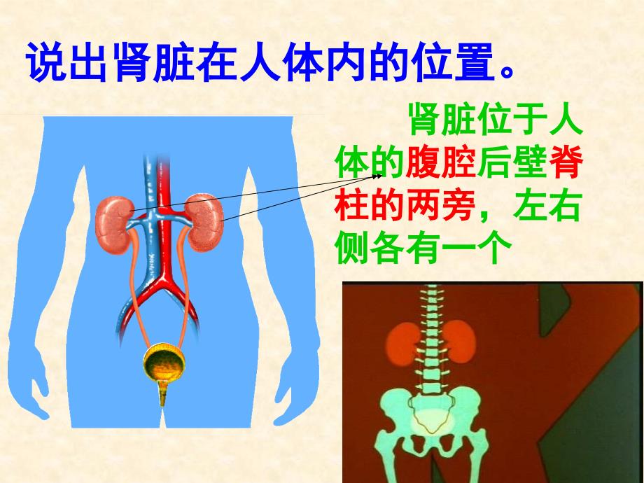 人体泌尿系统的组成及功能课件1_第3页