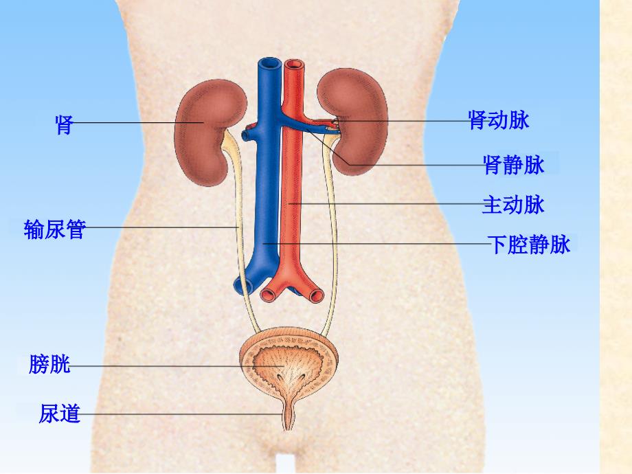 人体泌尿系统的组成及功能课件1_第4页