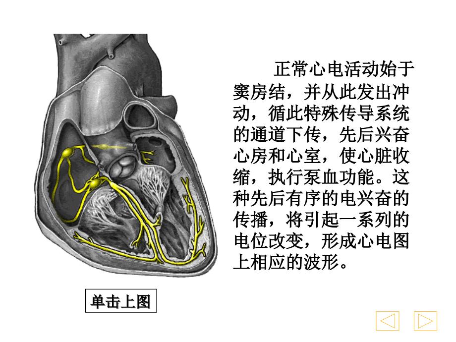 心电图学幻灯讲座（ppt x页）_第4页