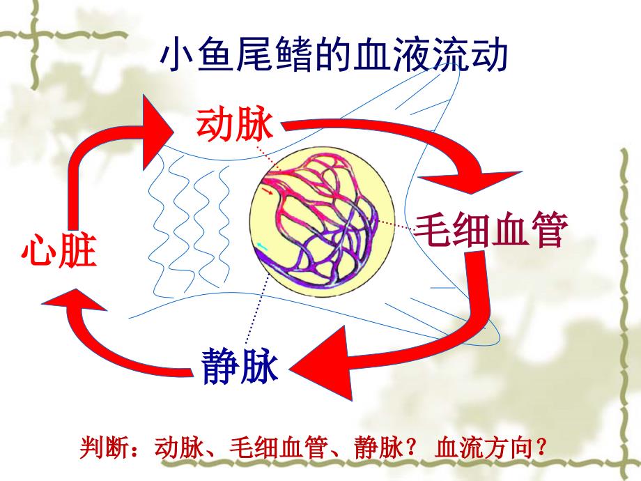 《人体内物质的运输》血液循环(共23张ppt)_第4页