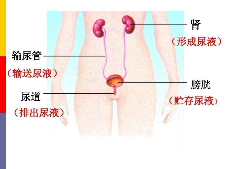 人体泌尿系统的组成__肾[下学期]课件_第5页