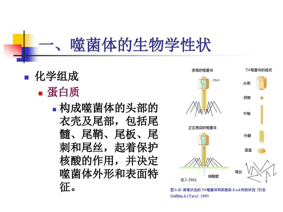 噬菌体-医学微生物学课件_第5页