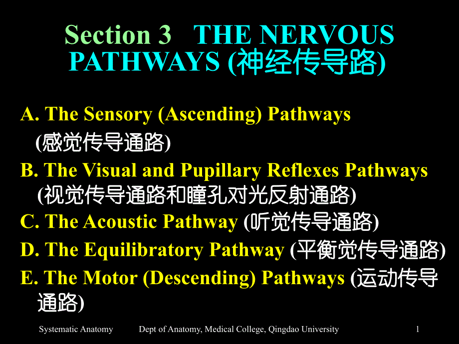 section 3 the nervous pathways (神经传导路)[宝典]_第1页
