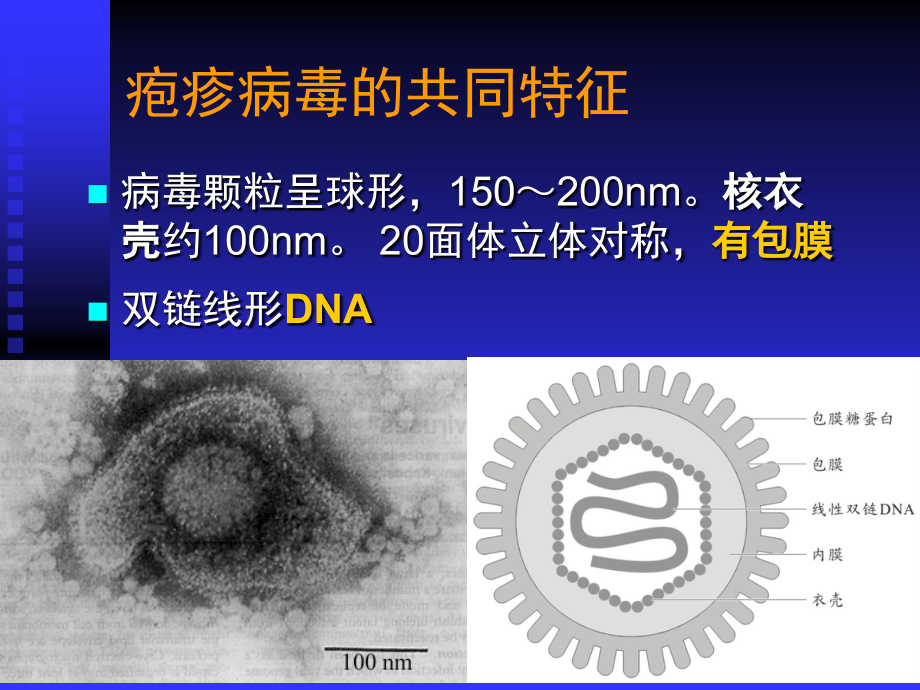 医学微生物学课件1_第4页