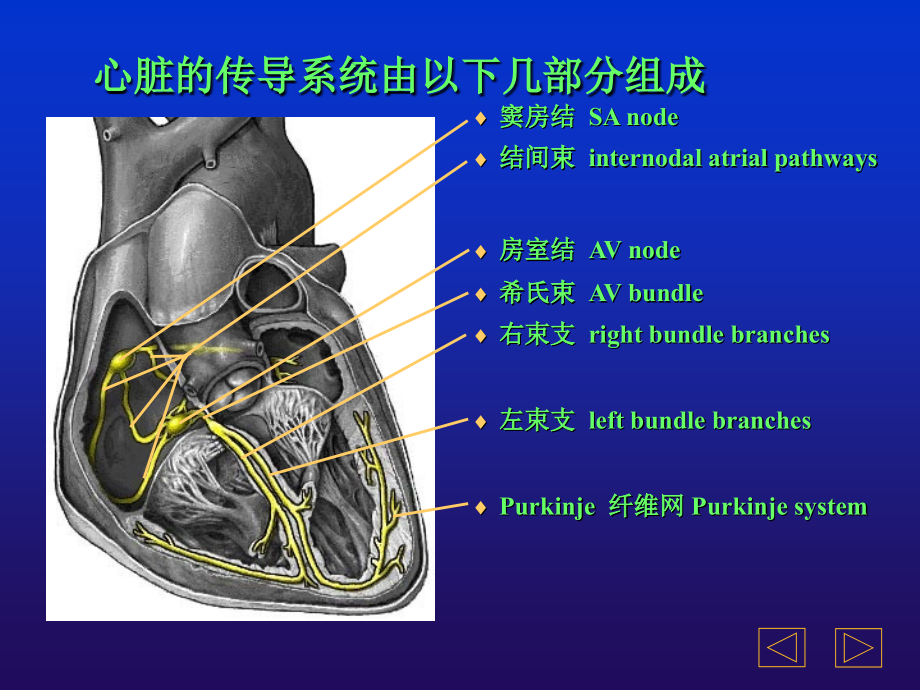 icu常见心电图诊断要点_第2页