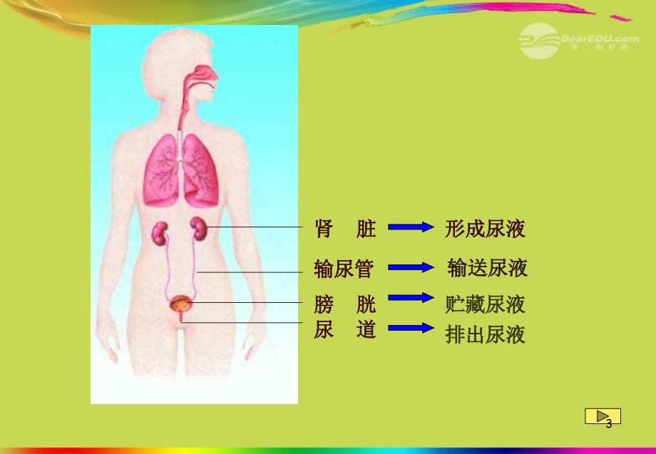 甘肃省会宁县八年级生物《人体泌尿系统的组成》课件  新人教版_第3页