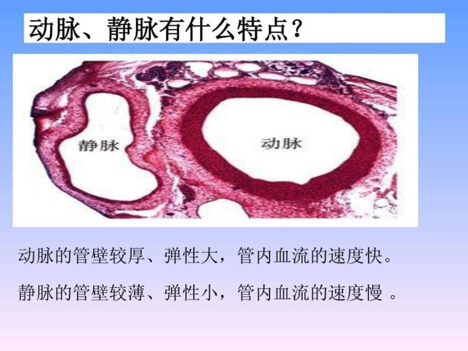 第二节 人体的血液循环(用)_第5页