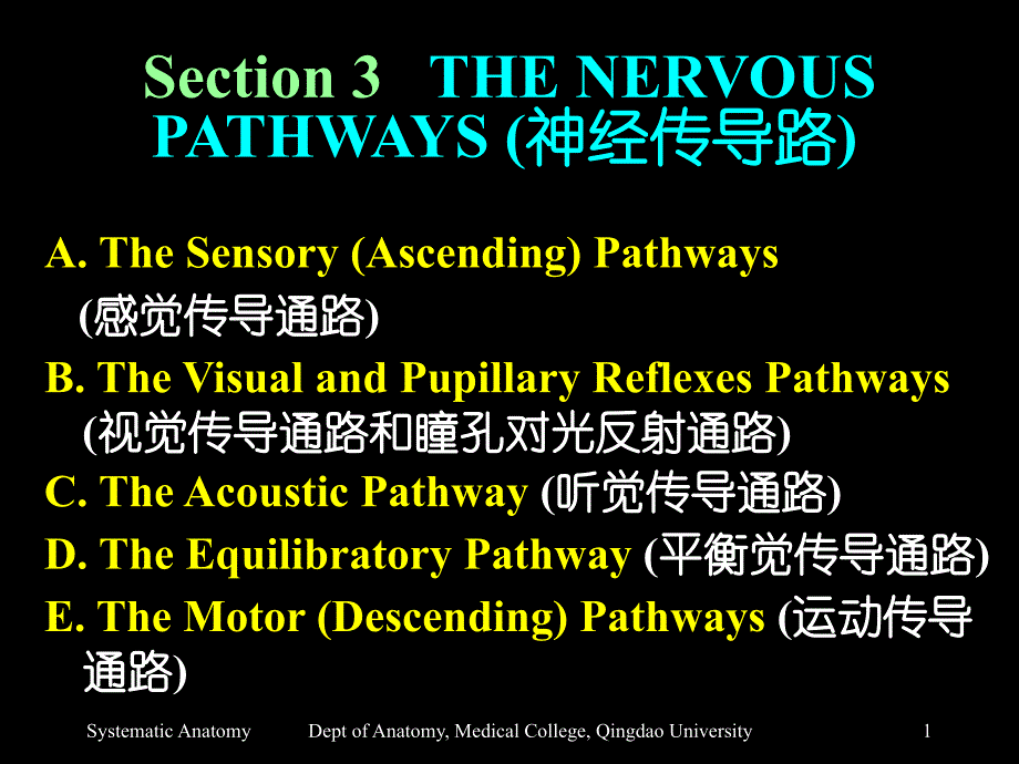 section  the nervous pathways 神经传导路_第1页