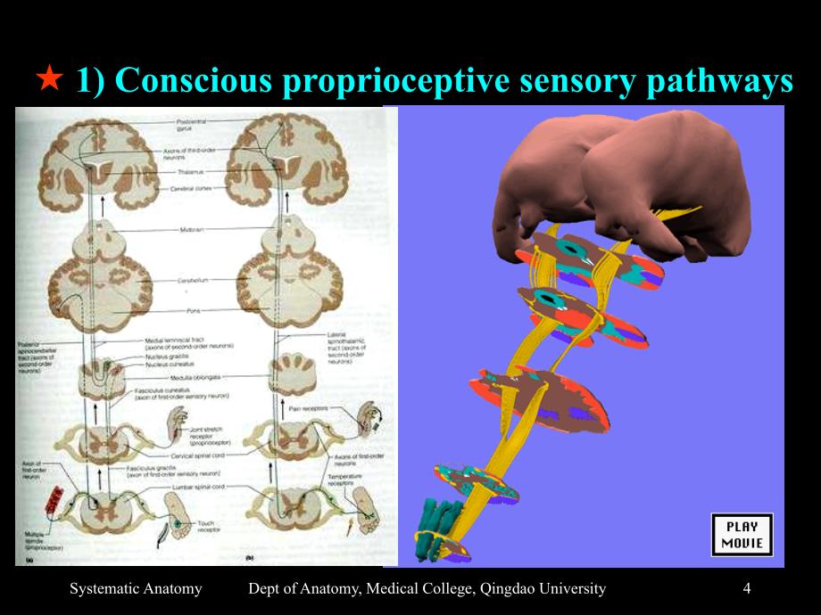 section  the nervous pathways 神经传导路_第4页