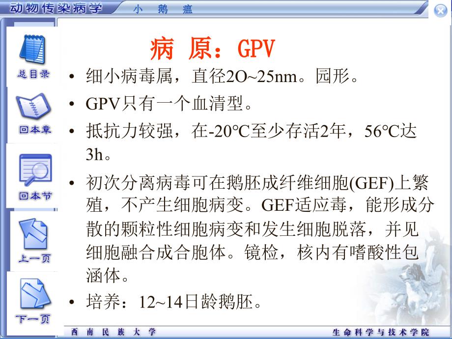 【畜牧课件】13小鹅瘟_第3页