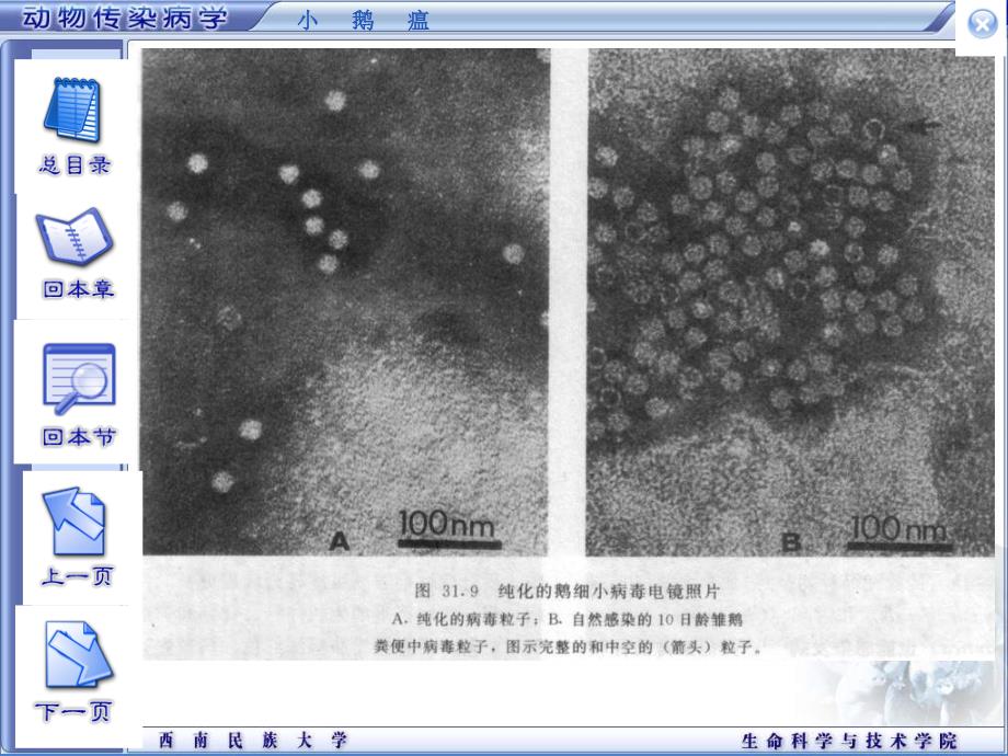 【畜牧课件】13小鹅瘟_第4页