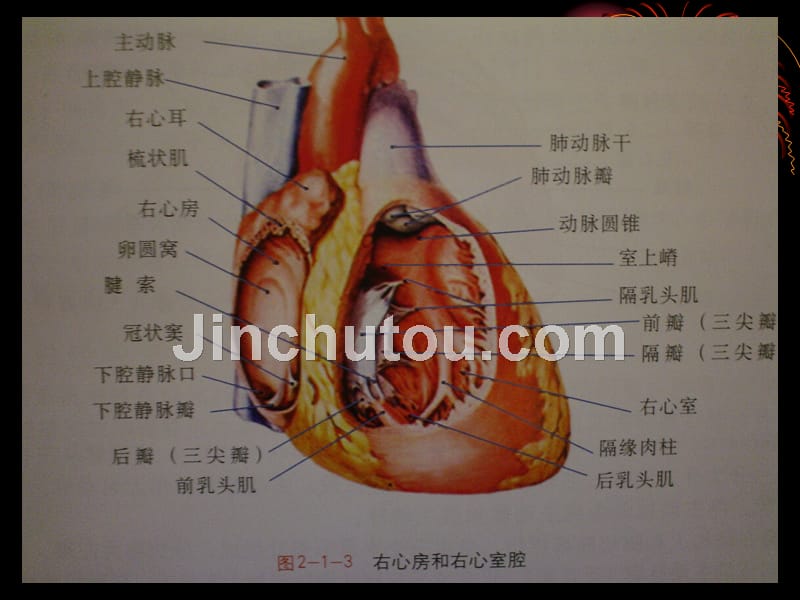 心脏超声基础知识_第4页