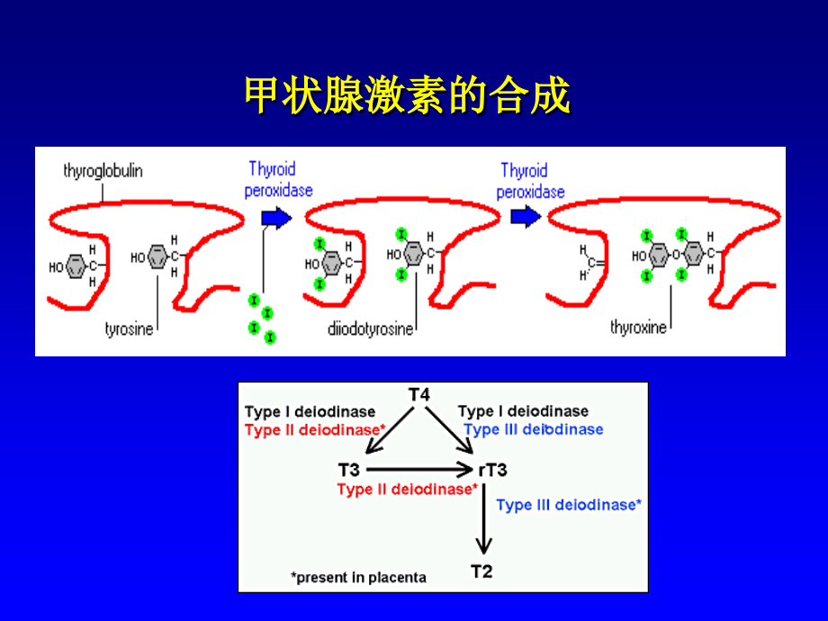 [ppt]甲状腺机能亢进症（hyperthyroidism）上海交通大学医学院_第4页