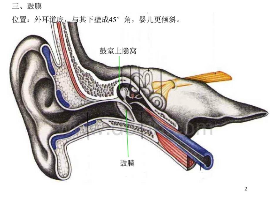 基础医学系统解剖学ppt课件 耳_第2页