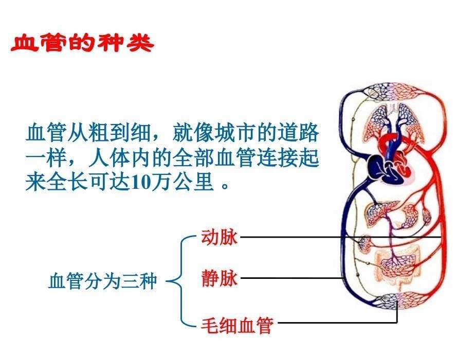 《第二节　人体的血液循环课件》初中生物苏教版七年级下册26729_第5页