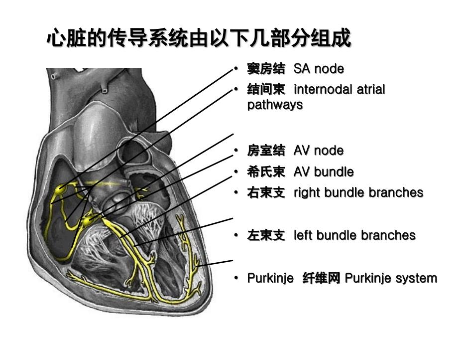 icu心电图 讲座_第4页