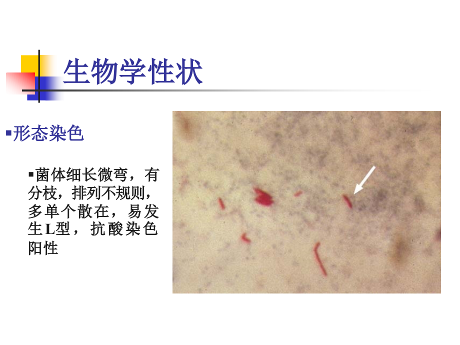 呼吸道感染的细菌1_第3页