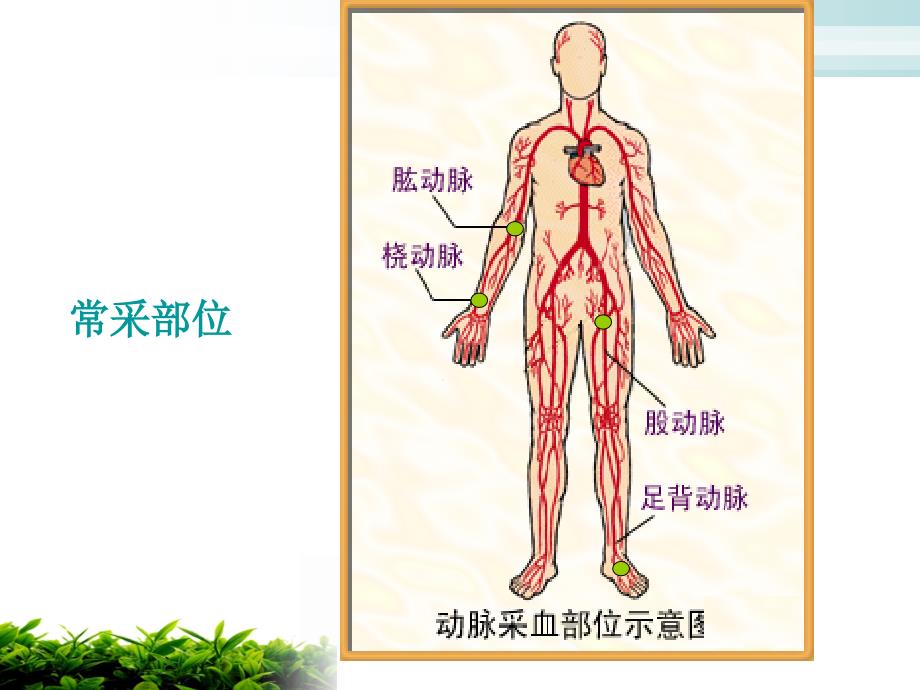 动脉采血2_第4页