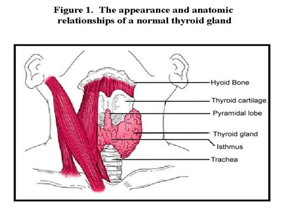 thyroid gland & mechanism,definition,classification ：甲状腺和机制，定义，分类_第5页